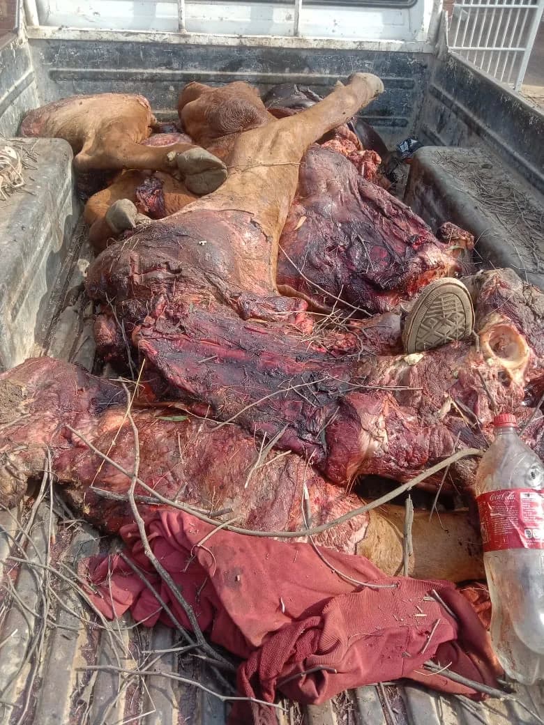 Clever Disguise Fails as Farmers Catch Cattle Rustlers Red-Handed