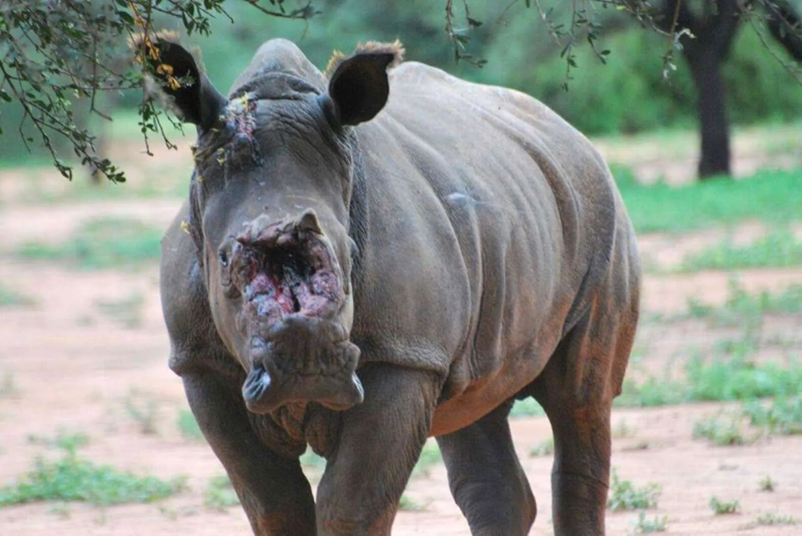 10 YEAR JAIL TERM FOR POACHER
